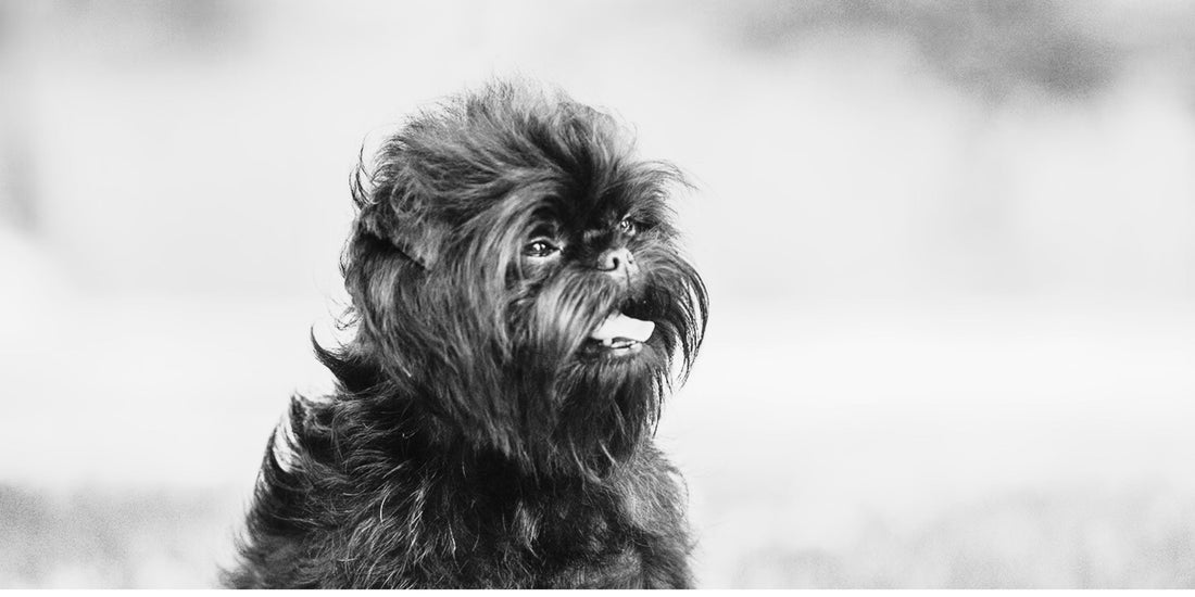 Affenpinscher