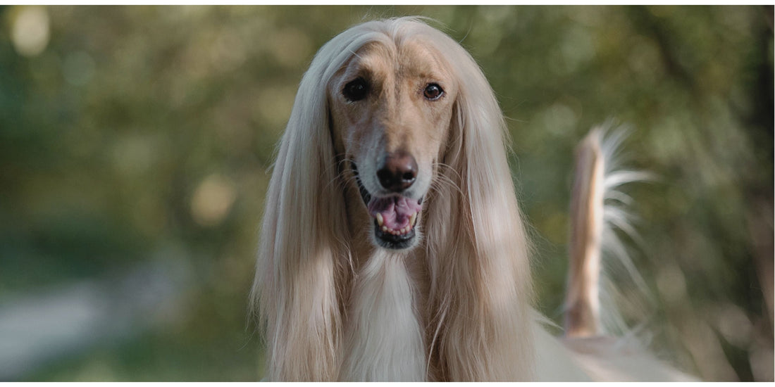 Afghan Hound