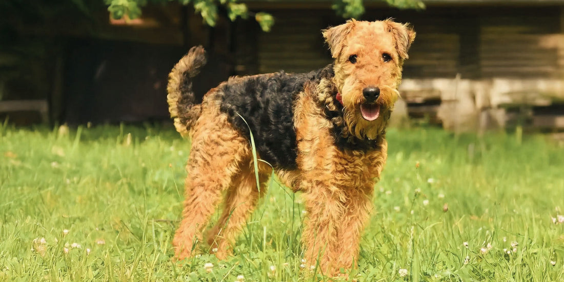 Airedale Terrier