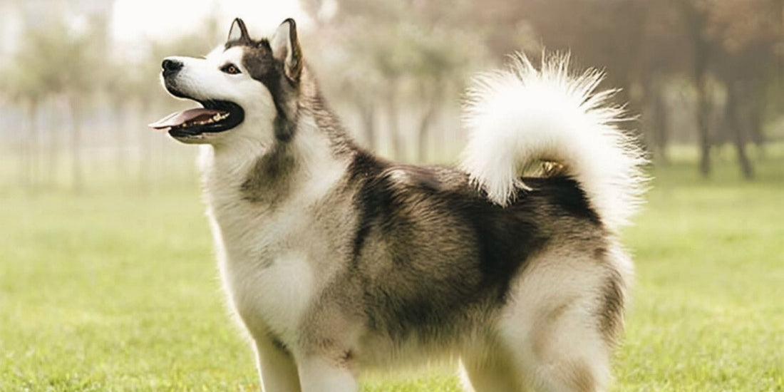 Alaskan Malamute