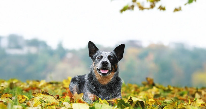 Australian Cattle Dog