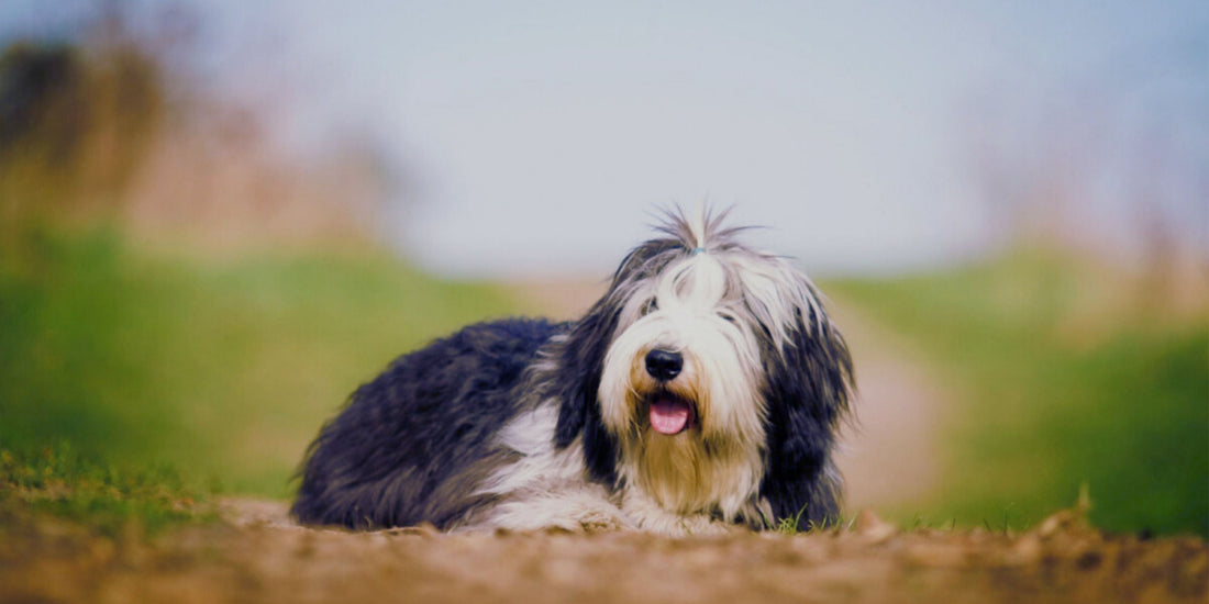 Bearded Collie