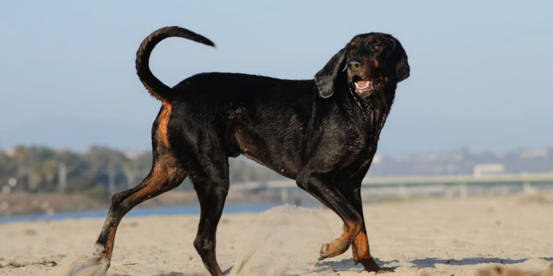 Black and Tan Coonhound