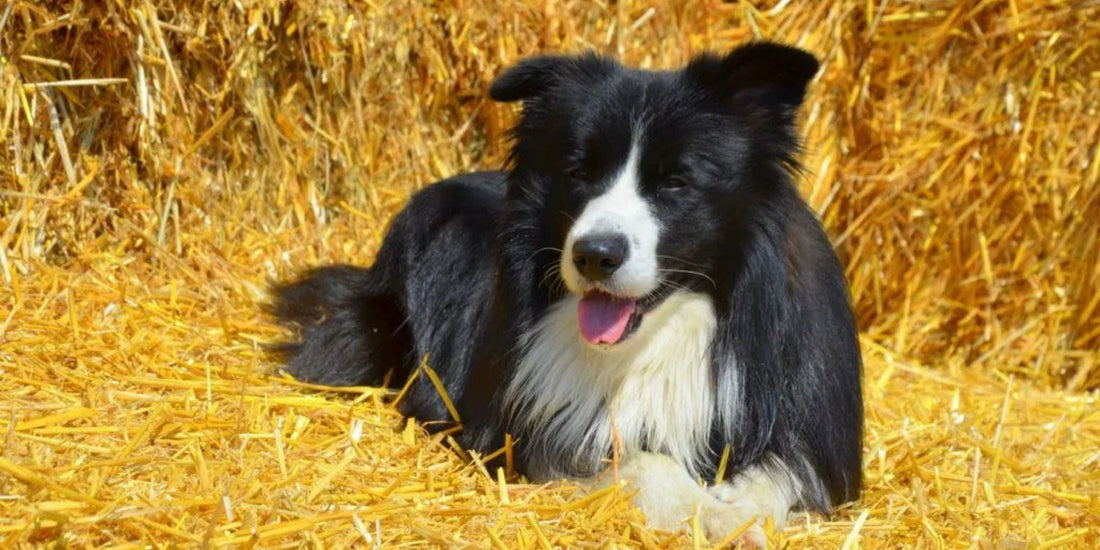 Border Collie