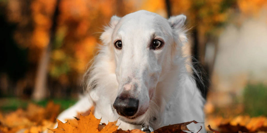 Borzoi