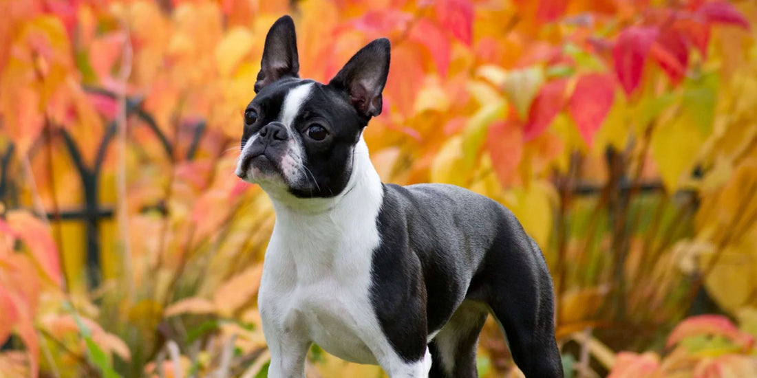 Boston Terrier