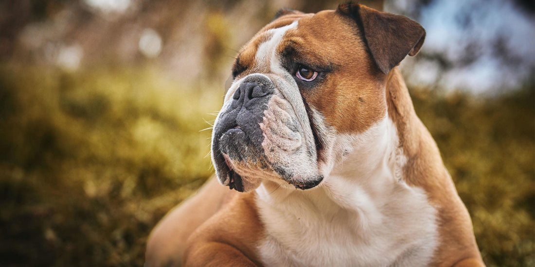 British Bulldog