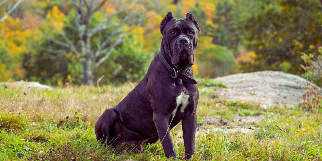 Cane Corso