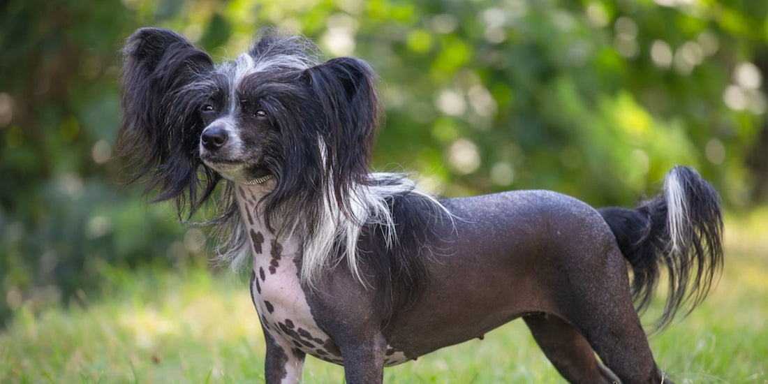 Chinese Crested