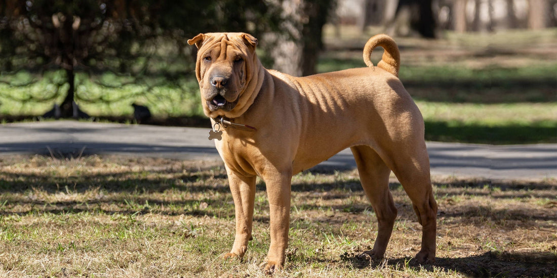 Chinese Shar Pei