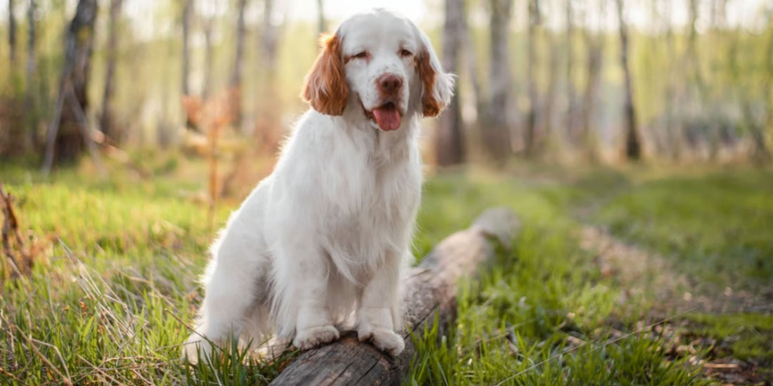Clumber Spaniel