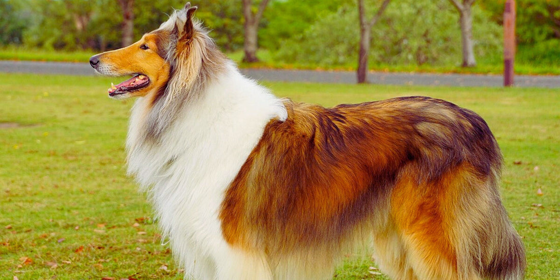 Collie - Rough and Smooth
