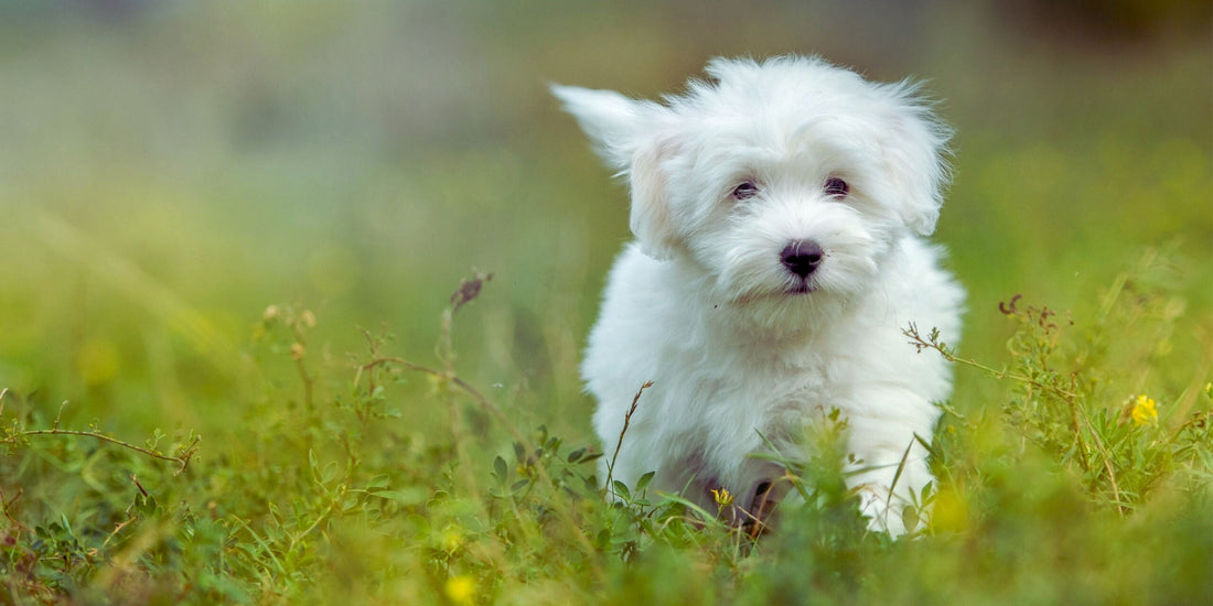 Coton de Tulear