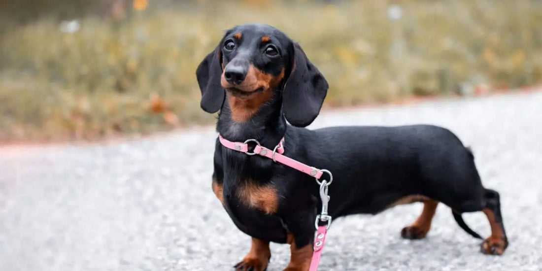 Dachshund - Wire, Smooth & Long