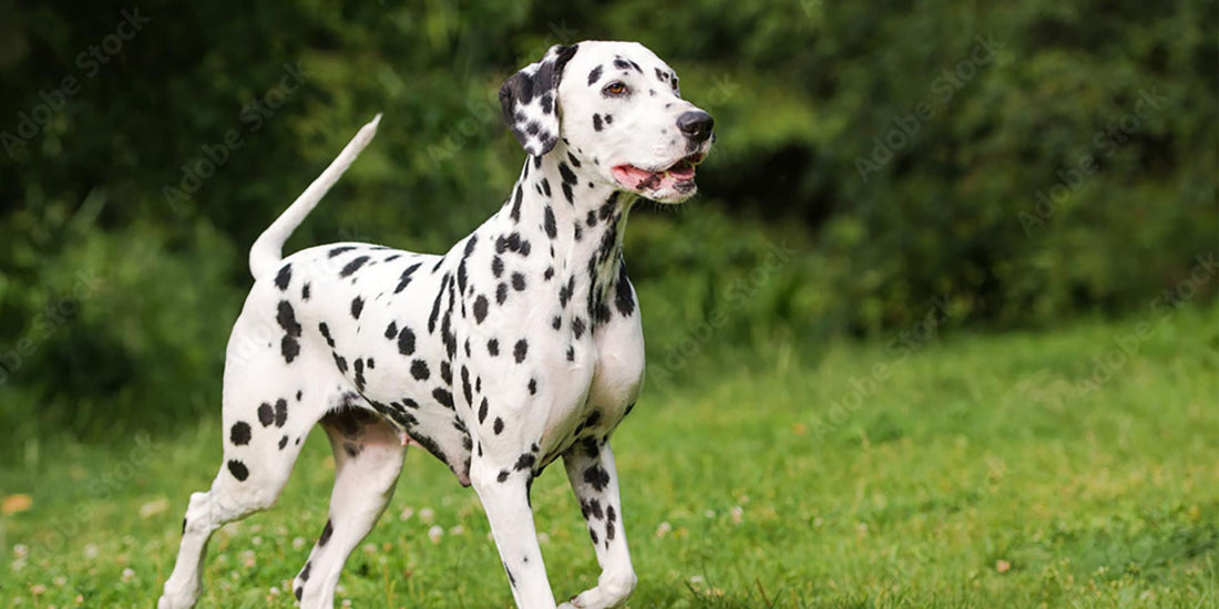Dalmatian