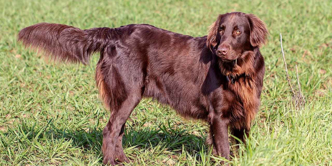 Flat Coated Retriever