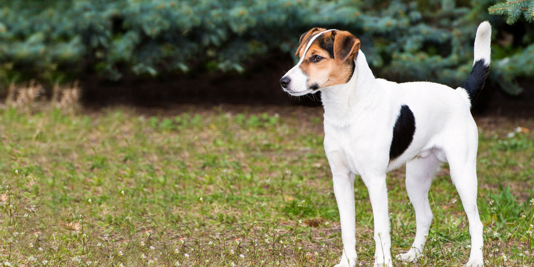 Fox Terrier Smooth