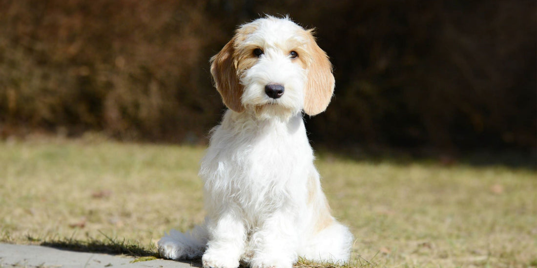 Grand Basset Griffin Vendeen