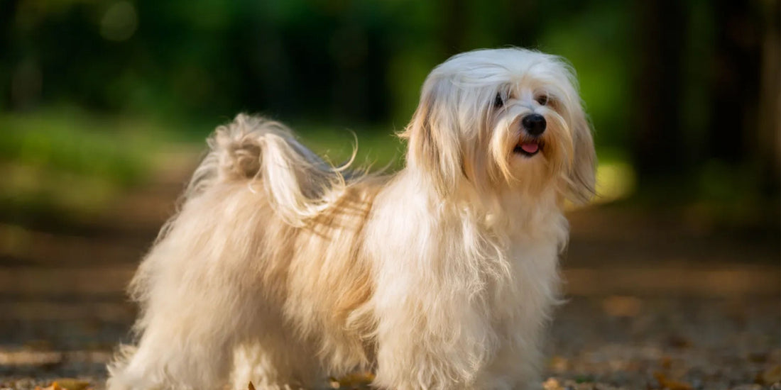 Havanese