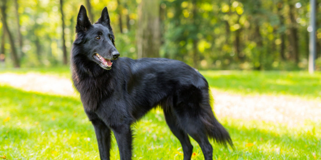 Belgian Shepherd