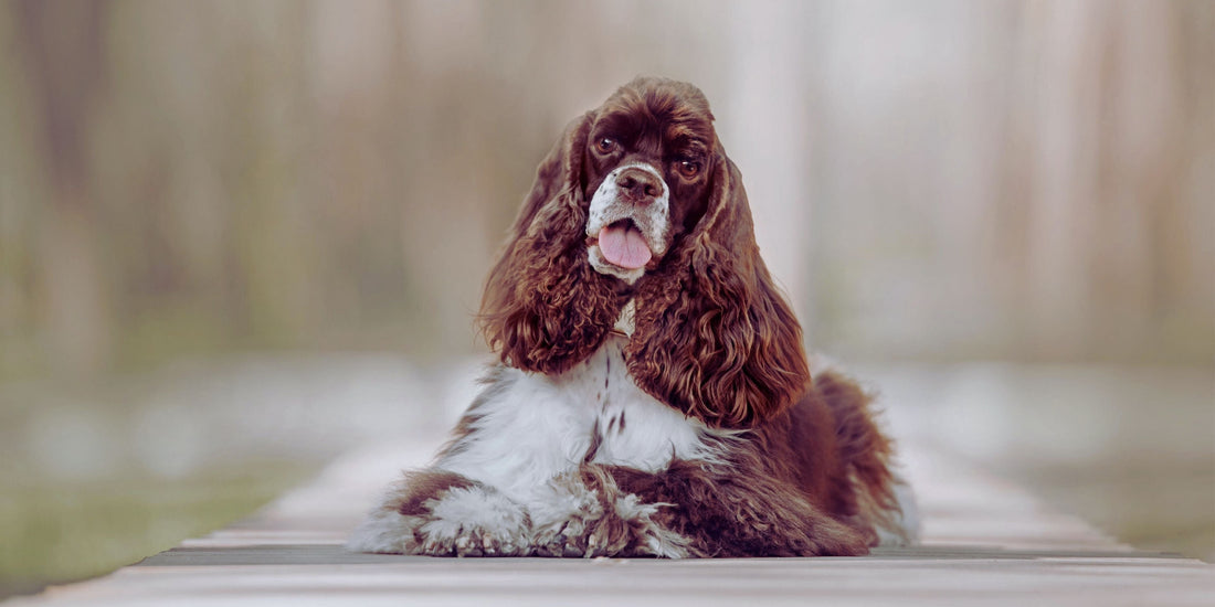 Cocker Spaniel – American