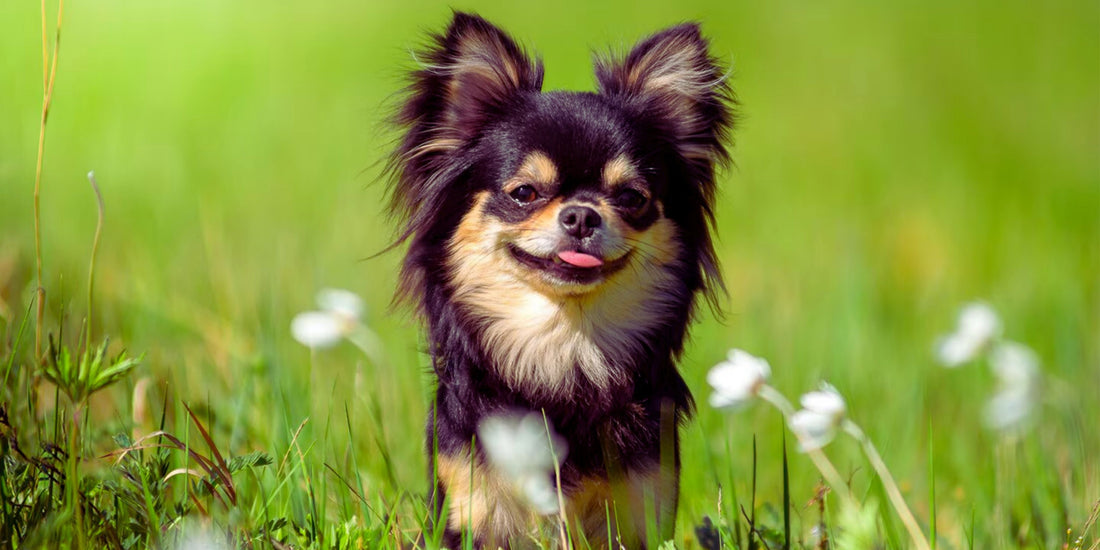 Chihuahua Smooth and Long