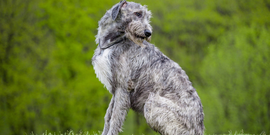 Irish Wolfhound