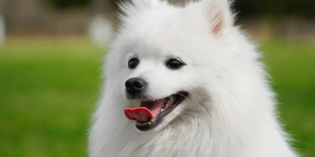 Japanese Spitz