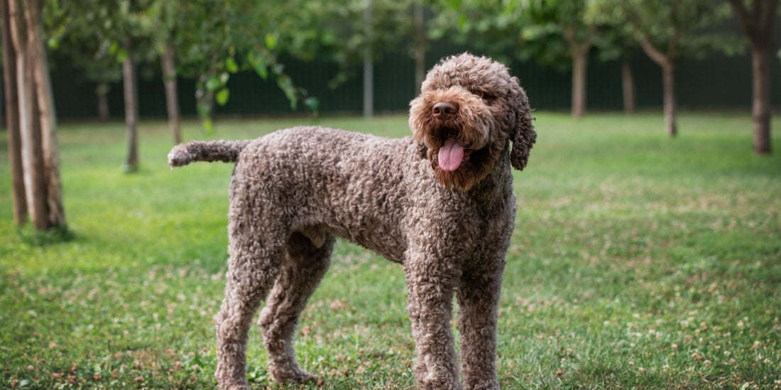 Lagotto