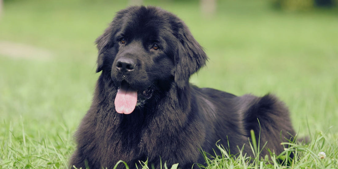 Newfoundland