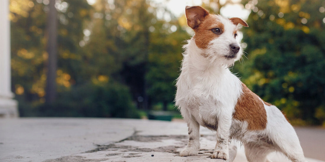 Parson Russell Terrier