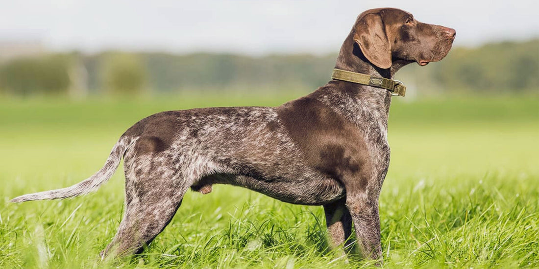Pointer