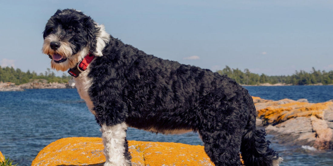 Portuguese Water Dog
