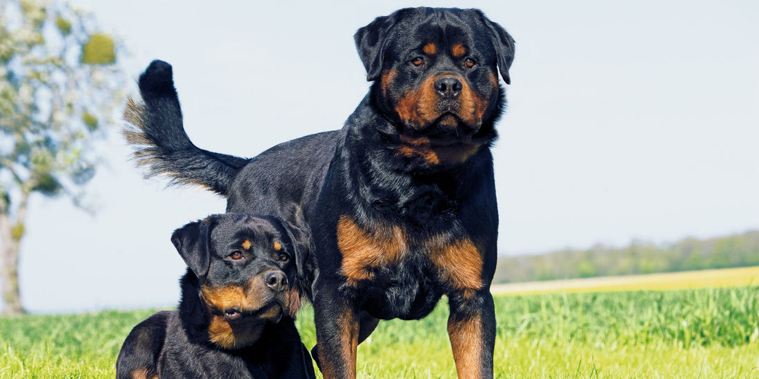 Rottweiler