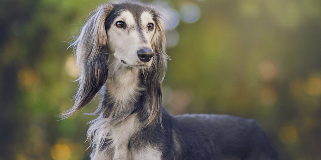 Saluki