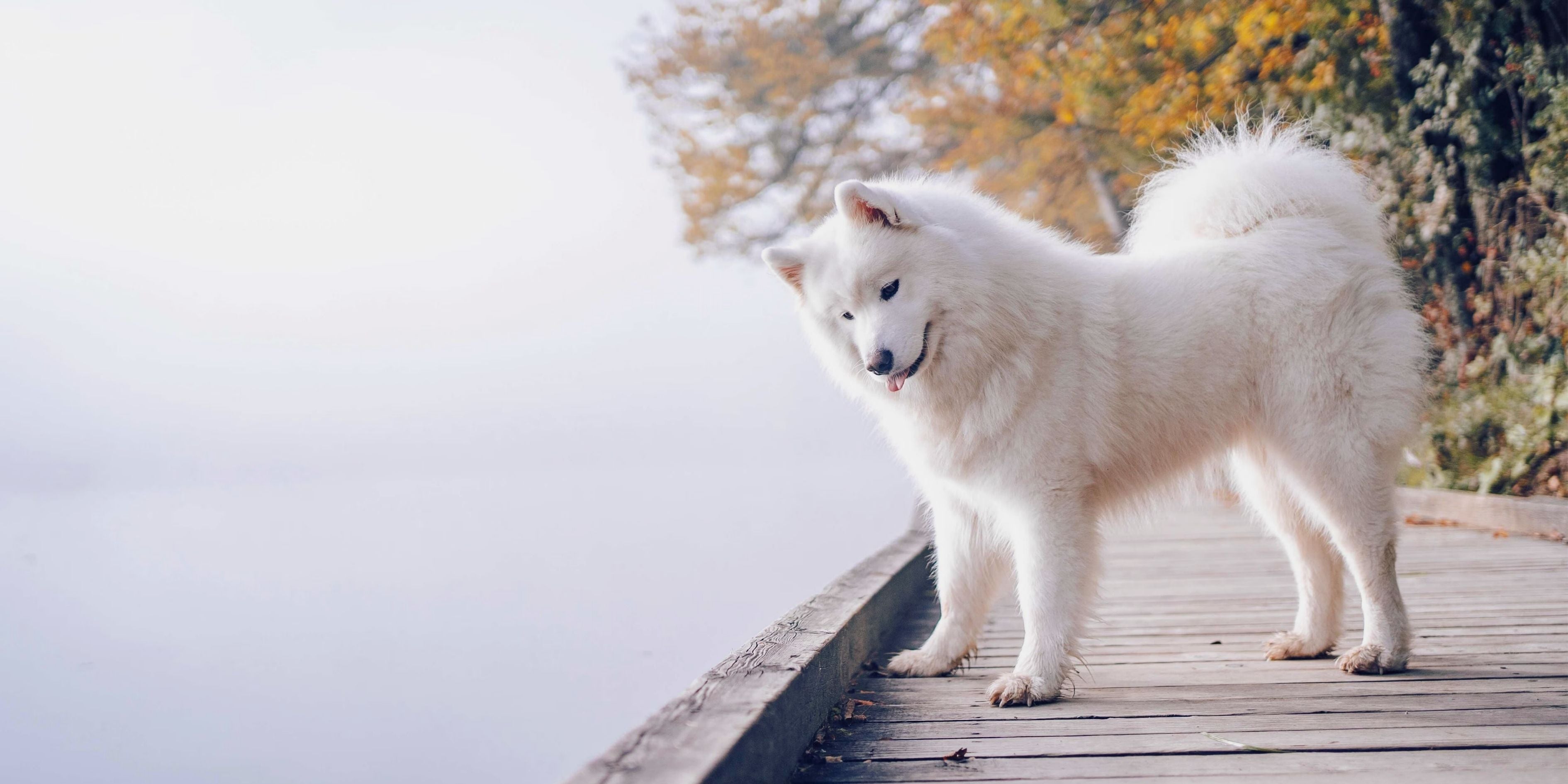 Samoyed – Plush Puppy NZ