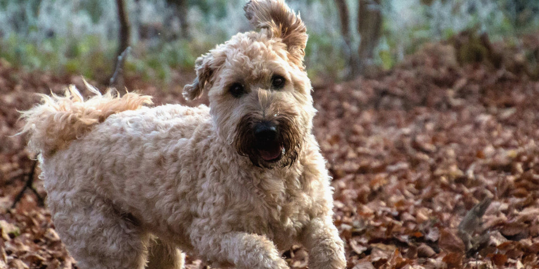 Soft Coated Wheaten Terrier