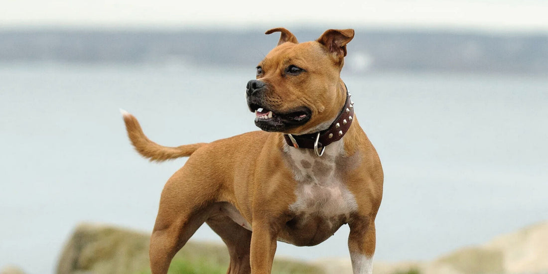 Staffordshire Bull Terrier
