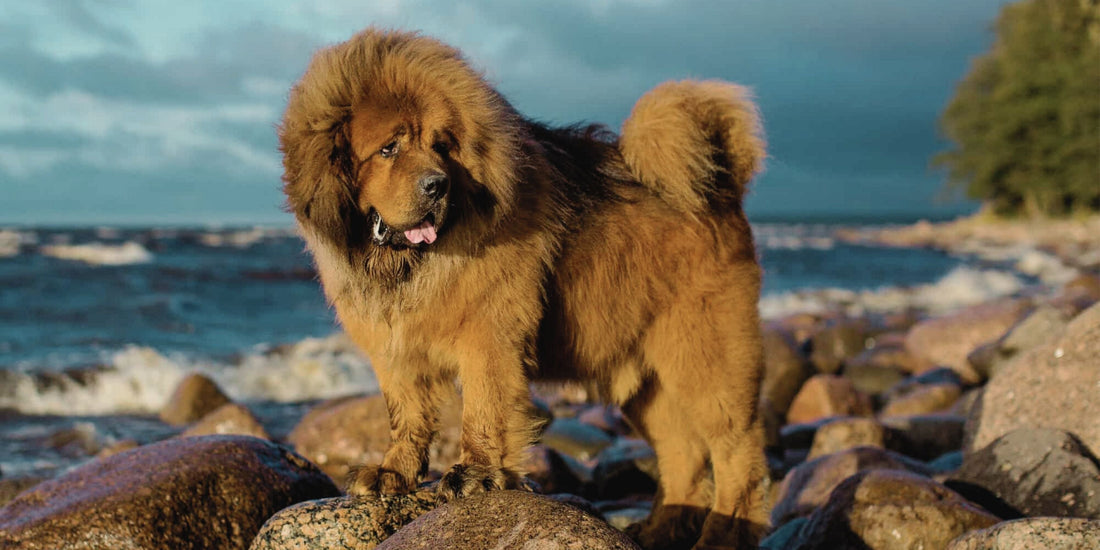 Tibetan Mastiff