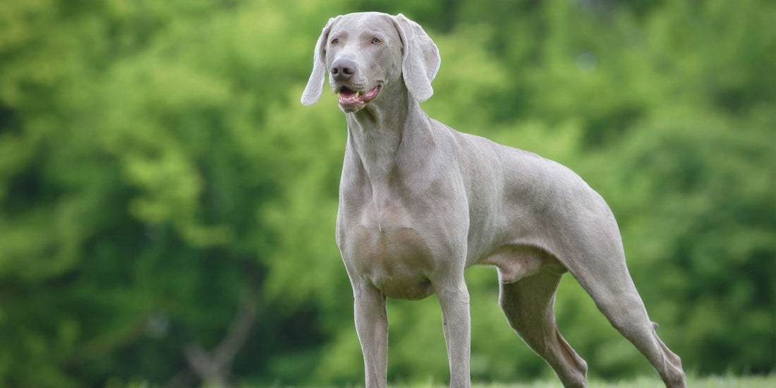 Weimaraner
