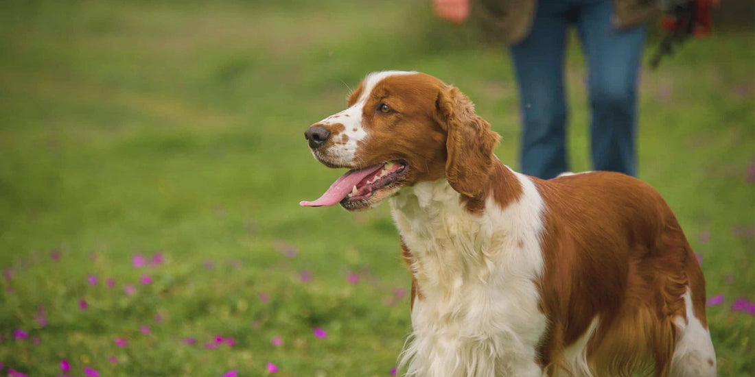 Welsh Springer Spaniel