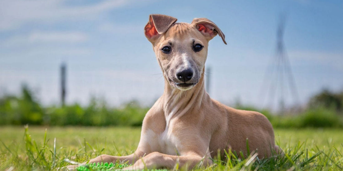 Whippet