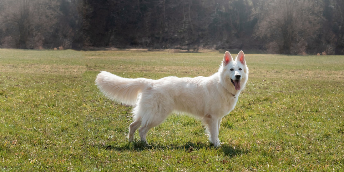 White Swiss Shepherd