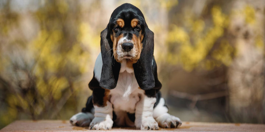Basset Hound