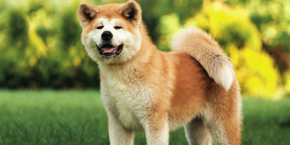 Akita
