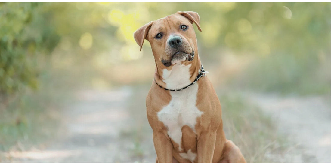 American Staffordshire Terrier