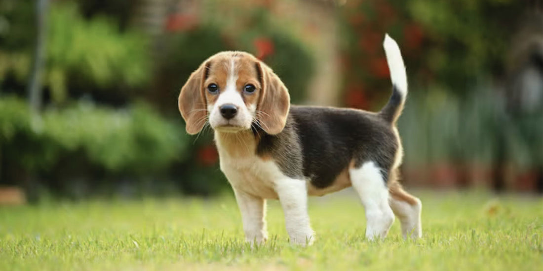 Beagle