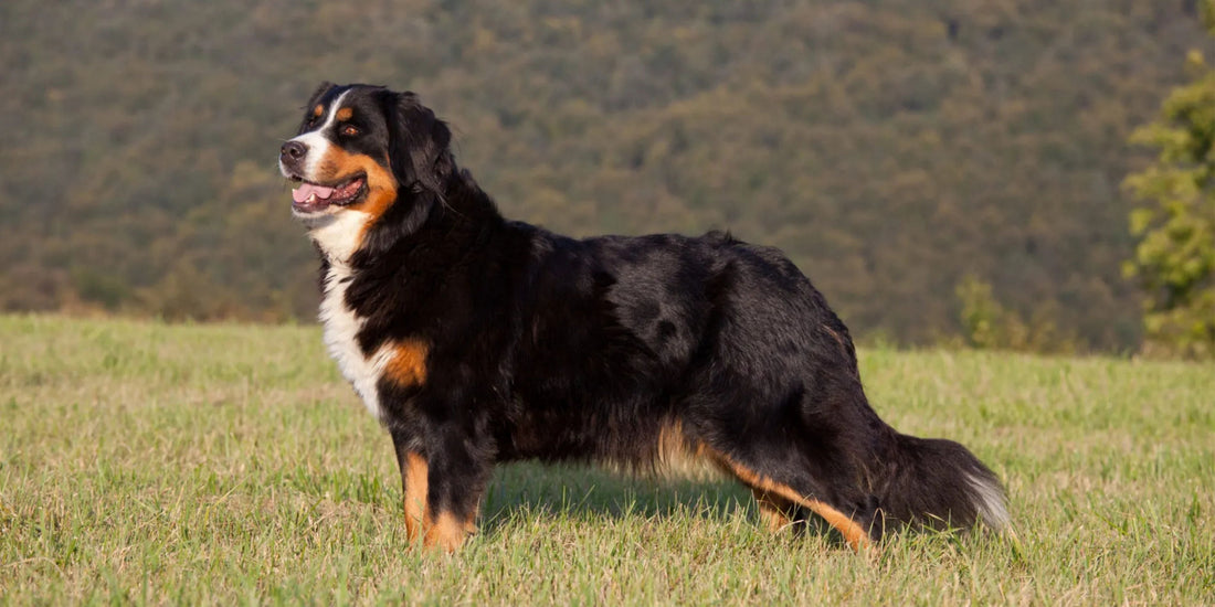 Bernese Mountain Dog