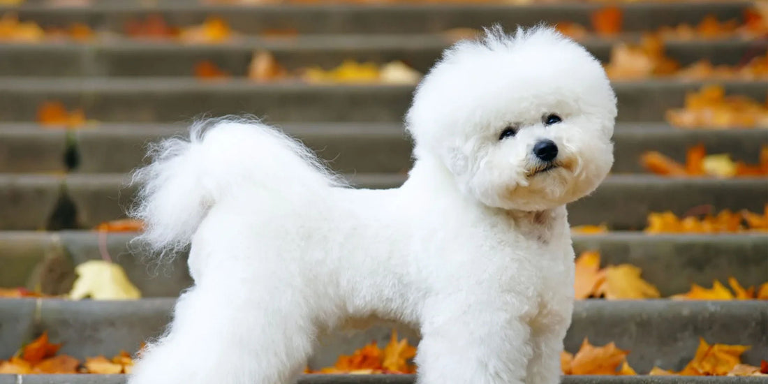 Bichon Frise