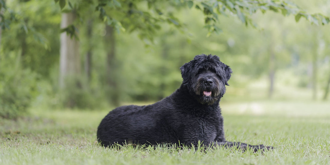 Bouvier Des Flandres
